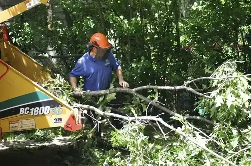tree services North Zanesville